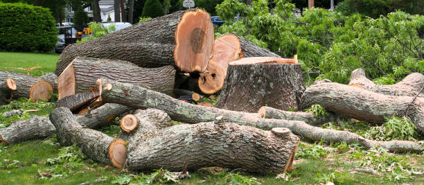 Reliable River Falls, WI Tree Removal Services Solutions